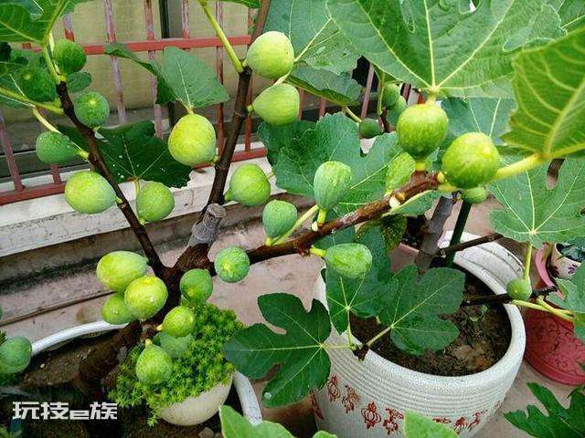 院子里种什么树好(根据风水学院子里种5种树,好吃好兆头)-图片12